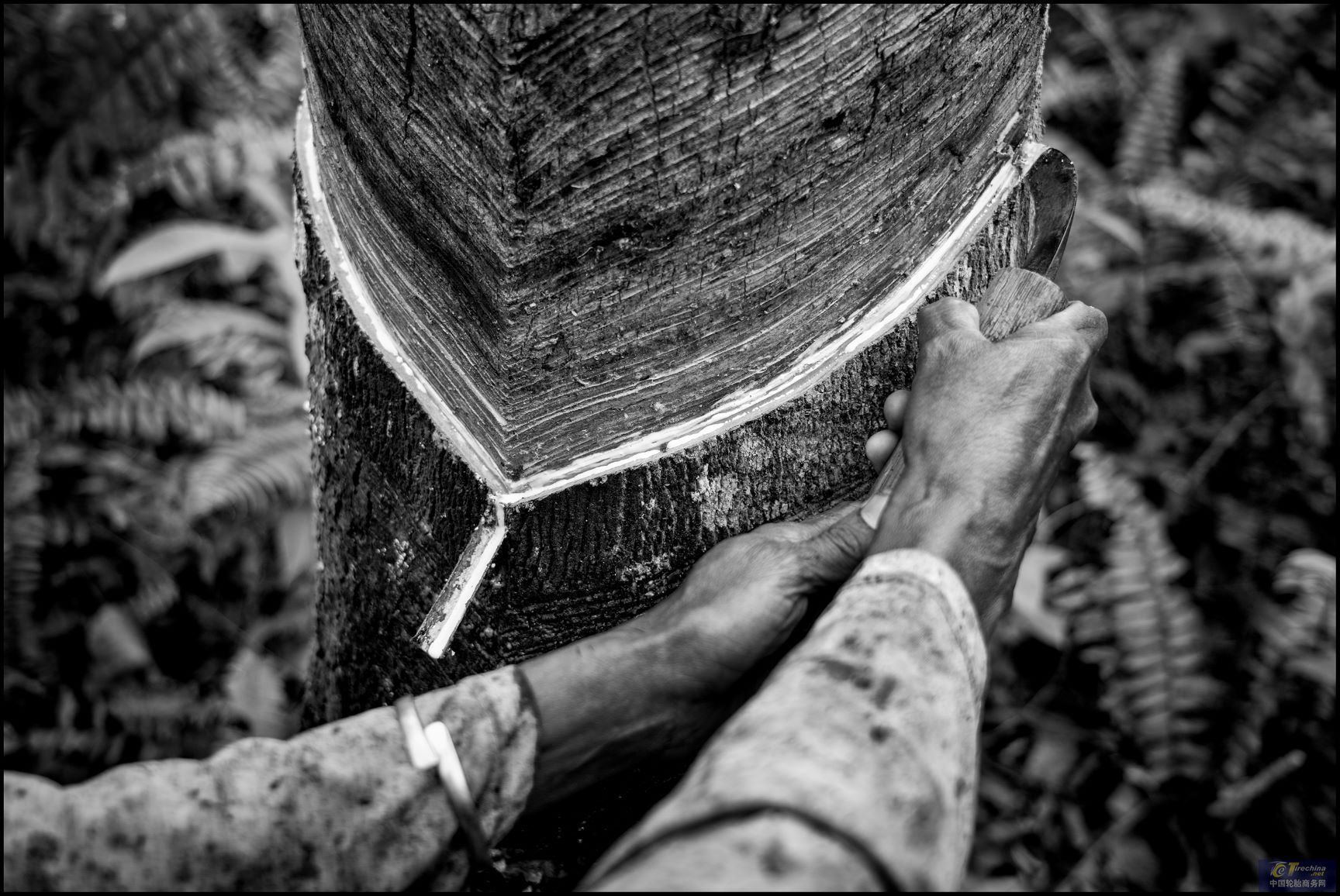 倍耐力：从泰国到印度尼西亚的旅程，通过系列图片推广对天然橡胶世界的认识