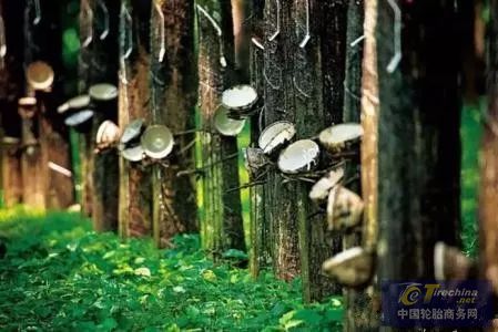 下降15%！真菌性病害入侵印尼 大范围影响天胶产量