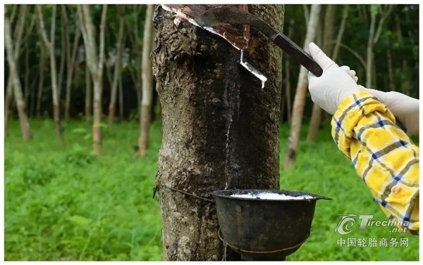 同比增长19%，橡胶进口量急剧上升