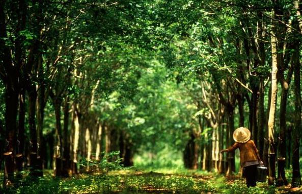 2019年中央一号文件：巩固天然橡胶生产能力